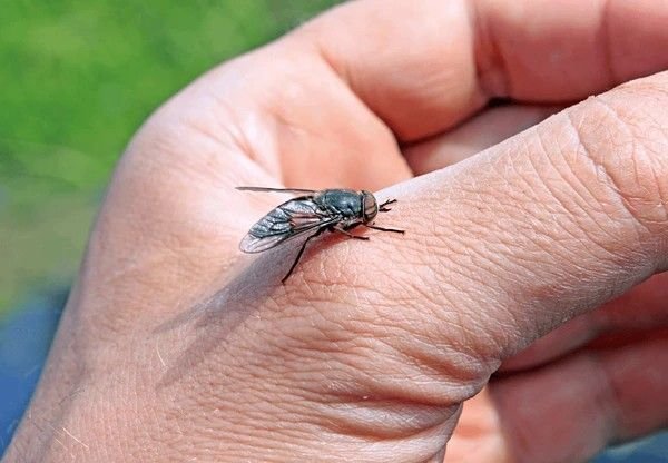horsefly bites