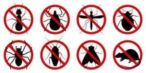insect bites