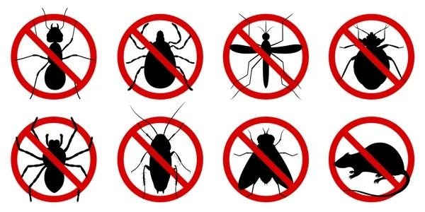 insect bites