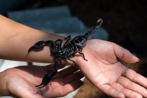 scorpion bite