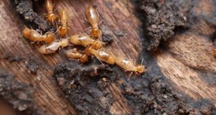 termites