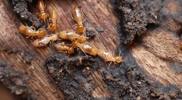 termites